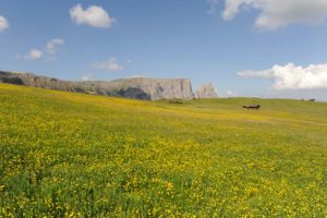Suedtirol_Seiser Alm